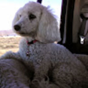 Meet your Posher, Bonnie